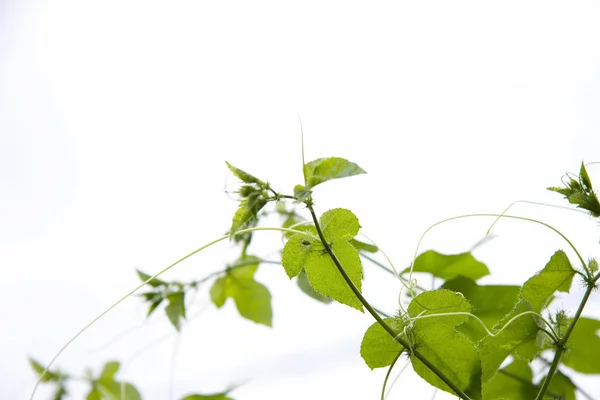 Çarkıfelek sarmaşık bitkileri — Stok fotoğraf