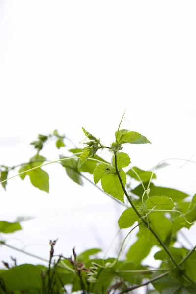 Пассионфруктовые виноградные растения — стоковое фото