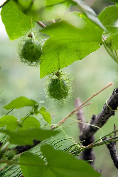 Некультивируемое пассионфруктовое виноградное растение — стоковое фото
