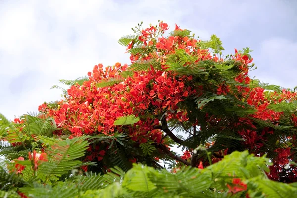 Blooming flamboyant tree. — Stock Photo, Image