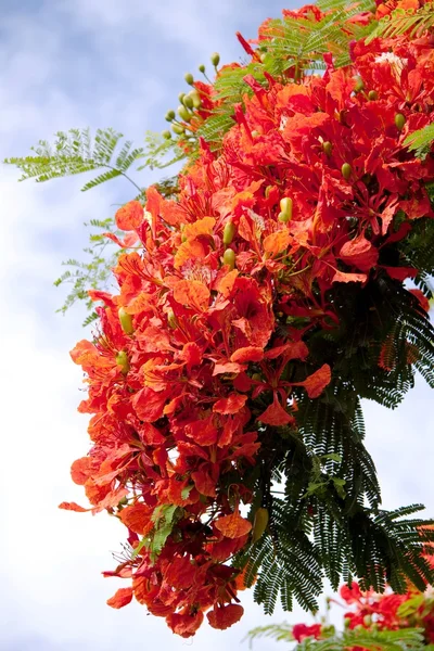 Blooming flamboyant tree — Stock Photo, Image