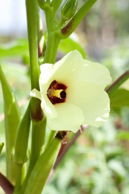 Blooming okra plants clipart