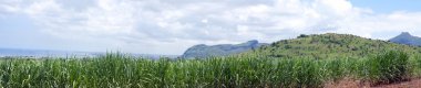 Sugarcane plantation. clipart