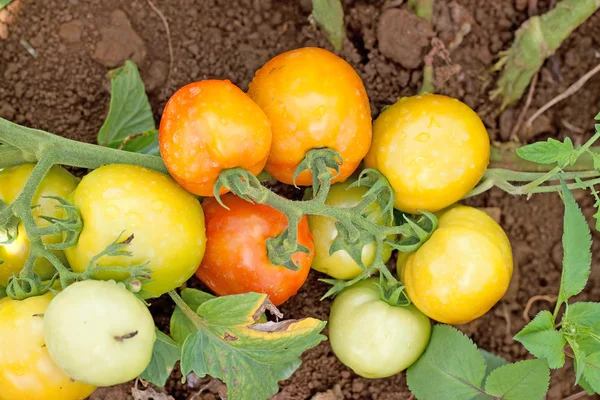 Ripe tomatoes. — Stock Photo, Image