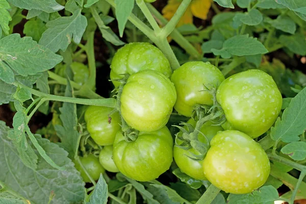 Зеленые помидоры Лицензионные Стоковые Фото