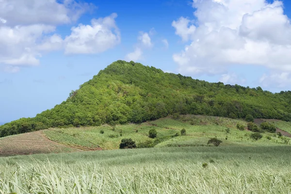 stock image Scenic sugarcane field