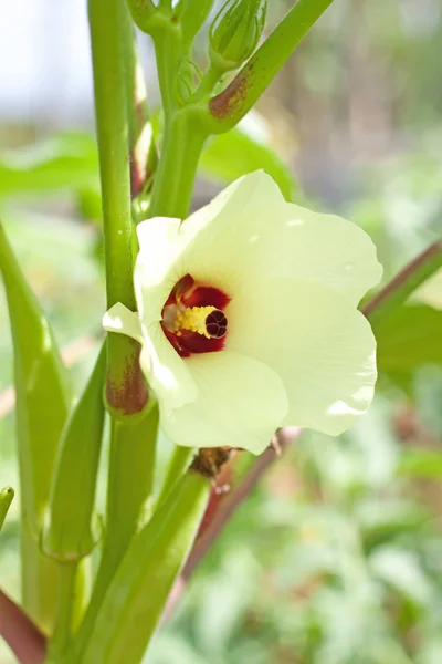 Flowering okra plant — Stock Photo, Image