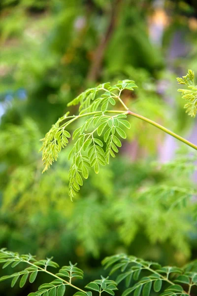 stock image Moringa oleifera (the tree of life)