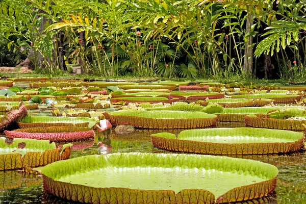 stock image Giant water lily