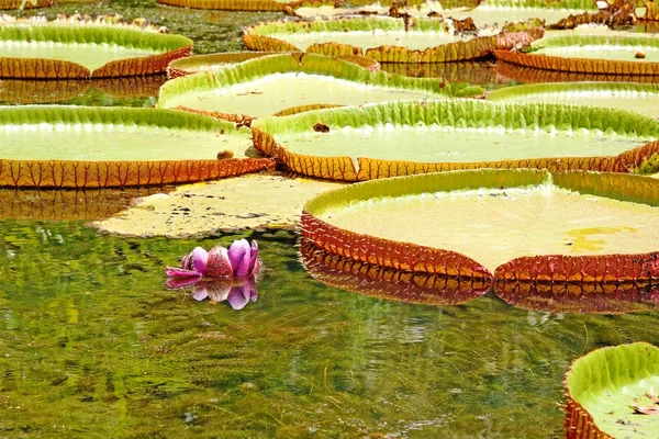 Giant water lily.