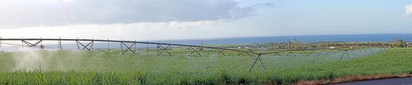 Panorama van suikerriet veld — Stockfoto