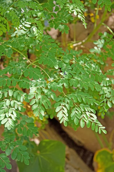 Moringa oleifera (древо жизни) ) Лицензионные Стоковые Фото