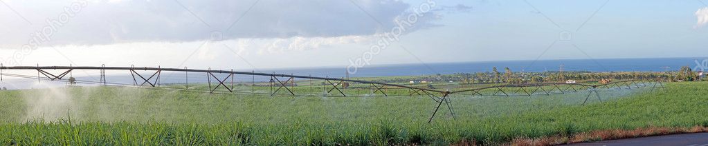Panorama of sugarcane field