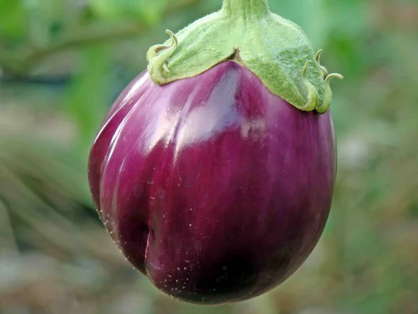 Closeup of eggplant — Stock Photo, Image