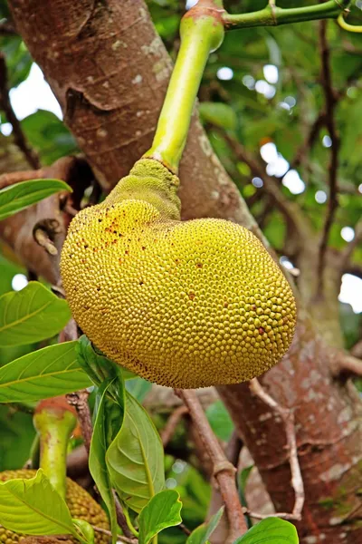 Jackfruit appeso all'albero . — Foto Stock