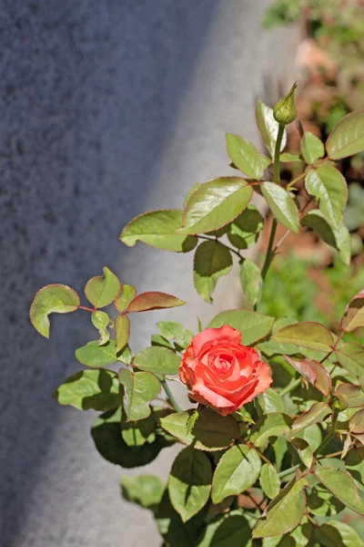 Stock image Red rose