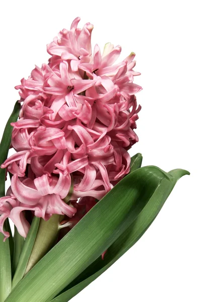に対してピンク ヒヤシンスの花のクローズ アップ — ストック写真