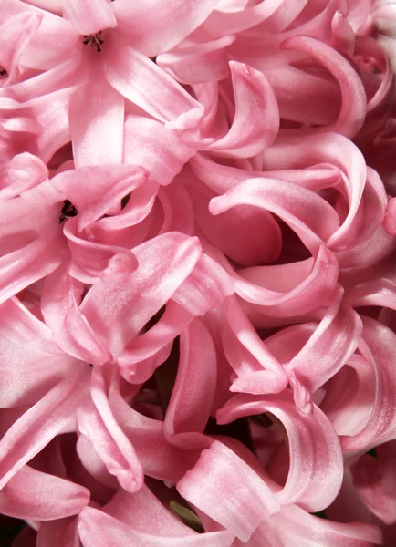 粉色的风信子花 — 图库照片