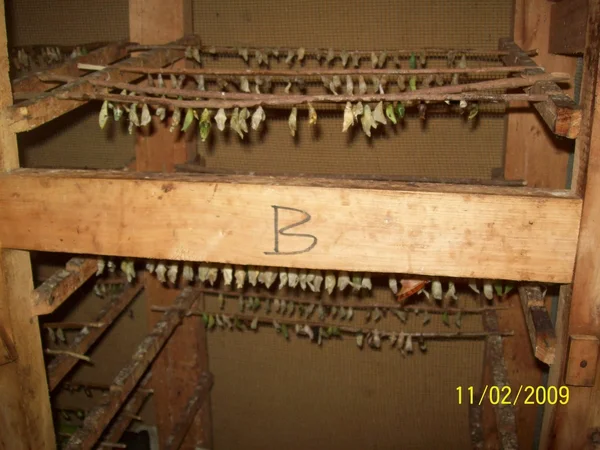 Burtefly breeding — Stock Photo, Image