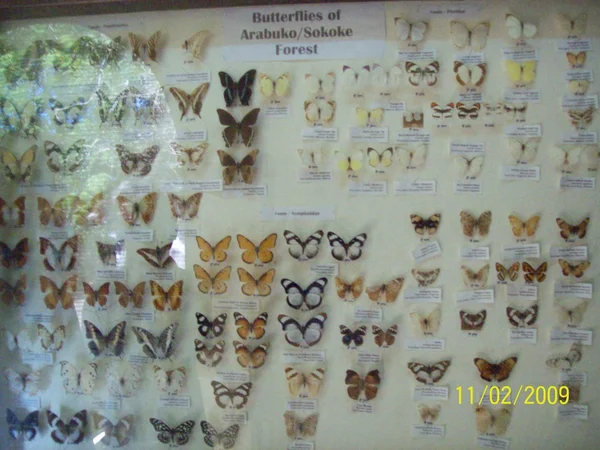 stock image Burterfly display