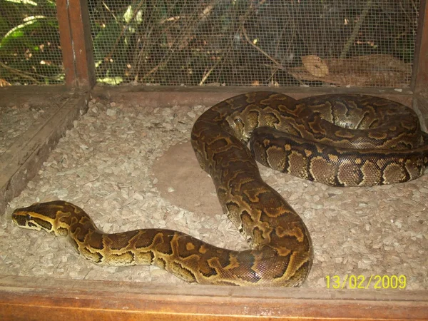 Serpiente — Foto de Stock