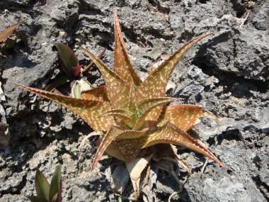 aloe vera bitki çeşitliliği