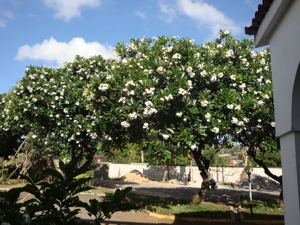 Kumsalda lüks otel, mombasa, kenya