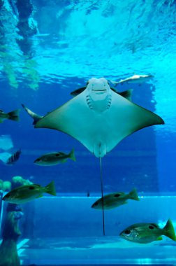 Smiley Ray in the aquarium clipart