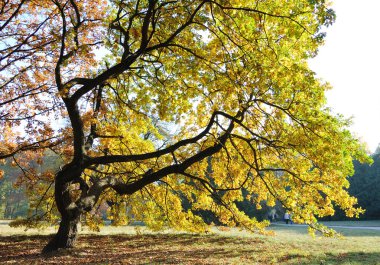 Oak tree in dusk light clipart