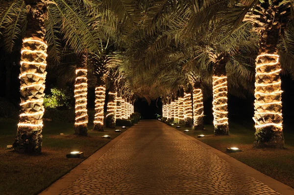 Palm lane em iluminação noturna — Fotografia de Stock