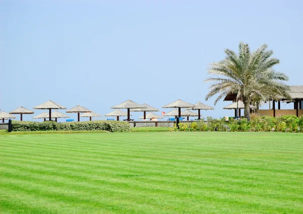 Gräsmatta, palm och beach, Förenade Arabemiraten — Stockfoto