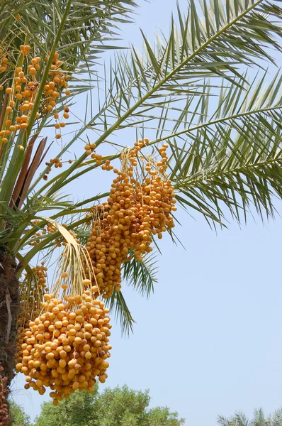 Rendement du palmier dattier (Phoenix dactylifera ) — Photo