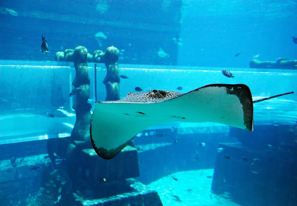 stock image Ray in the aquarium