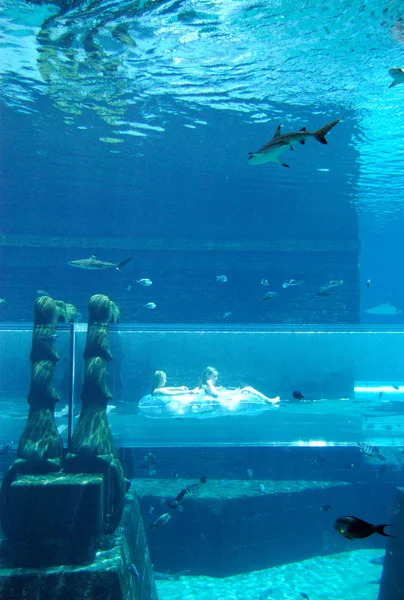 Acuario de Atlantis el hotel Palm — Foto de Stock
