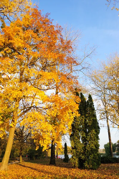 Autumn colors of maple — Stock Photo, Image