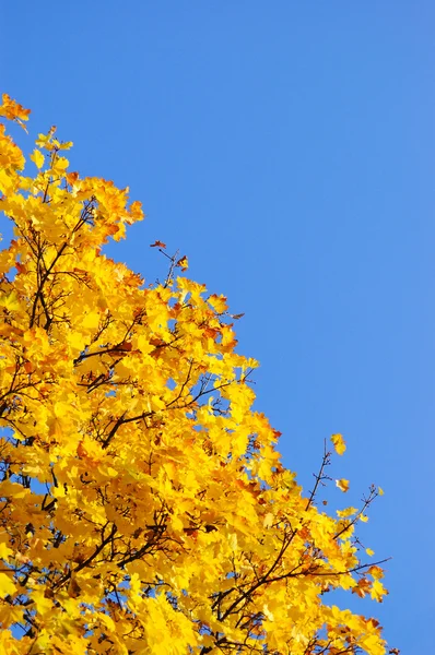 枫树枫叶在温暖的秋天颜色 — 图库照片