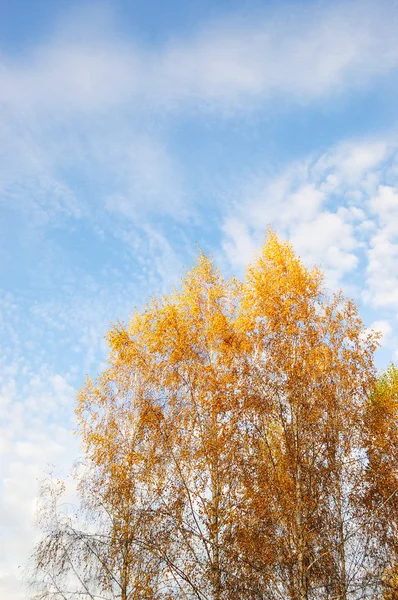 黄色枫叶的白桦树 — 图库照片