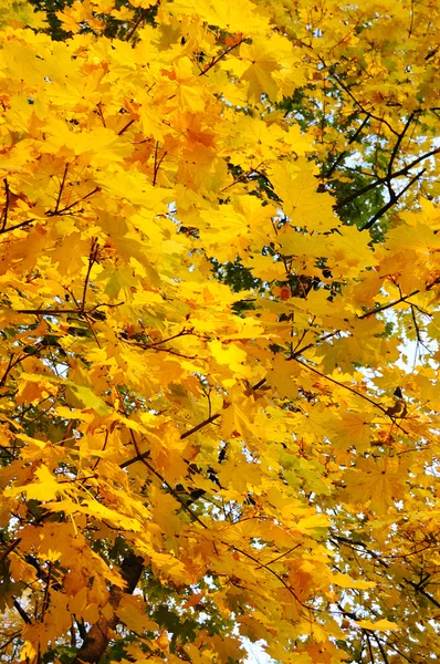 Maple tree leafs in warm autumn colors — Stock Photo, Image