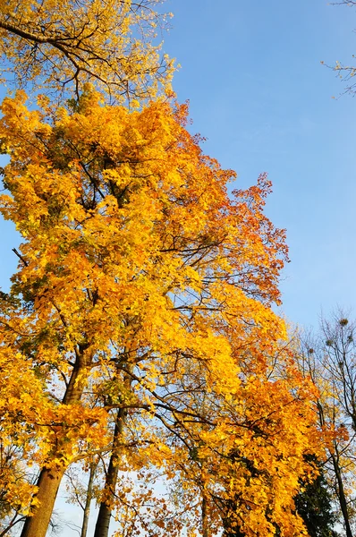 Drzewo klon liści w ciepłe kolory jesieni — Zdjęcie stockowe