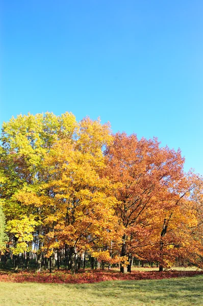 Fák, egy parkban, őszi színek — Stock Fotó