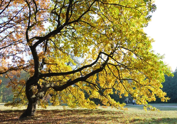 Alacakaranlıkta ışığında meşe ağacı — Stok fotoğraf