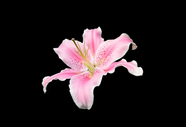 Ροζ λουλούδι κρίνο σε μαύρο φόντο — Φωτογραφία Αρχείου