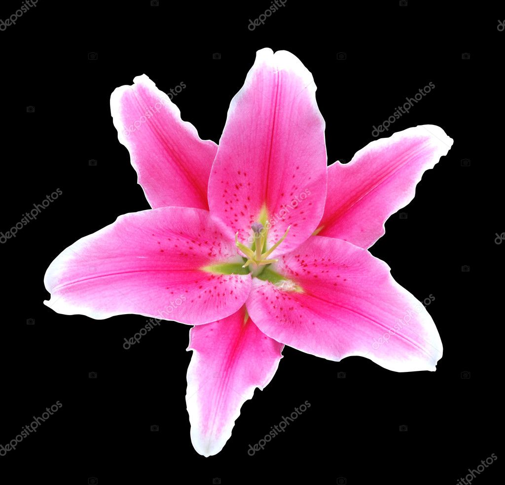 Pink lily flower on black background — Stock Photo © slava296 #1284677