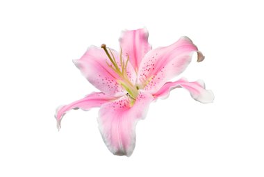 Pink lily flower on white background clipart