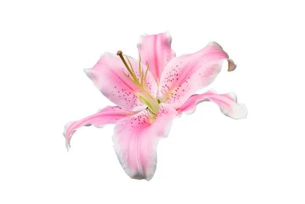 Flor de lirio rosa sobre fondo blanco — Foto de Stock