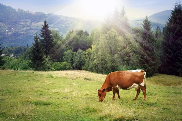 ทุ่งหญ้าสีเขียวในภูเขาและวัว — ภาพถ่ายสต็อก