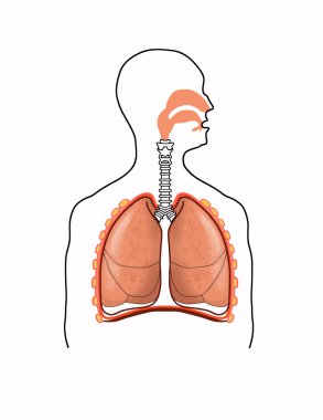 Scheme of the respiratory tract clipart