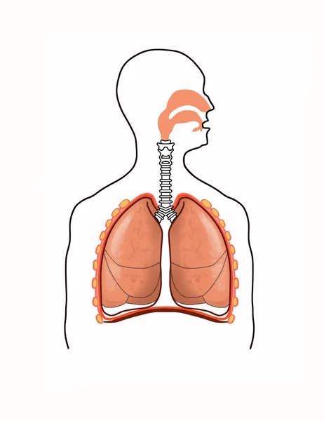 Esquema de las vías respiratorias — Foto de Stock