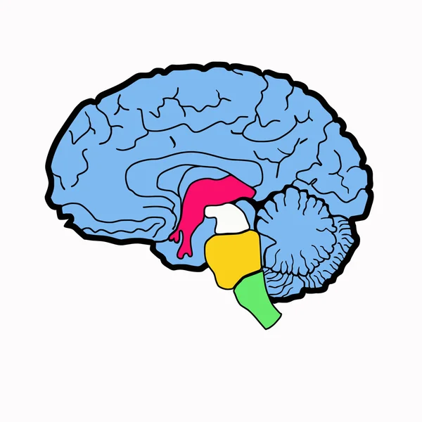 Анатомическая схема мозга — стоковое фото