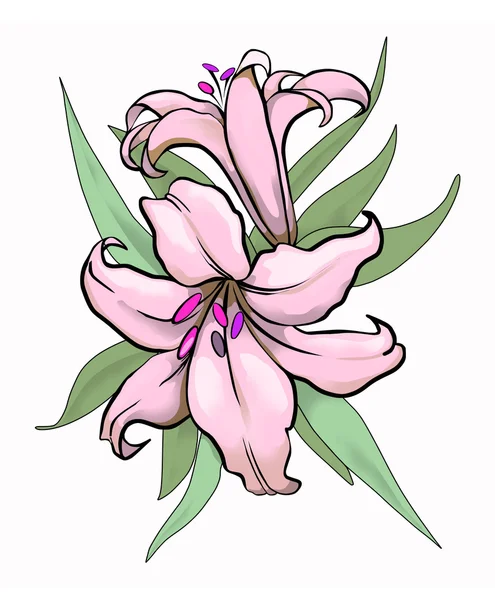 stock image Two lilies illustration